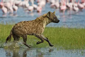 Hyenas: Spotted Hyenas hunting Lesser Flamingoes