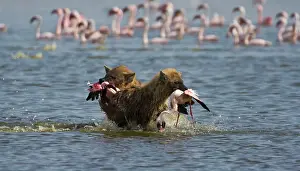 Hyenas: Spotted Hyenas hunting Lesser Flamingoes