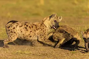 Hyenas: Spotted Hyenas play fighting