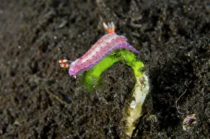 Gill: Spotted Hypselodoris Nudibranch - on Green Algae