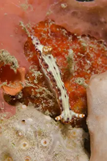Nudibranches: Spotted Hypselodoris Nudibranch - Two Tree Island