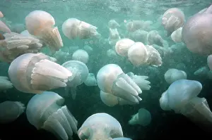 Plague: Spotted JELLYFISH - jellyfish congregation