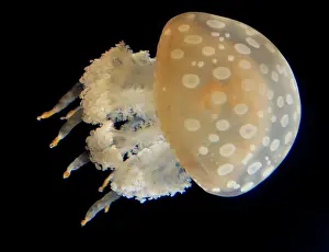 Jellyfishes: Spotted Jellyfish, western Pacific