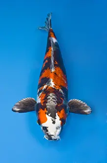 Carp: Spotted Kin showa koi carp in an turquoise water