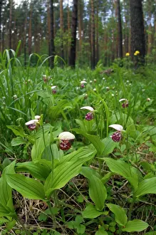 Clusters: Spotted Lady's Slipper Orchid - flowering wild
