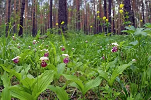 Clusters: Spotted Lady's Slipper Orchid - flowering wild