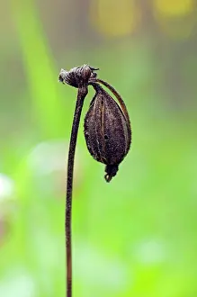 Cypripedium: Spotted Lady's Slipper Orchid - flowering wild