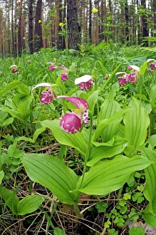 Clusters: Spotted Lady's Slipper Orchid - flowering wild