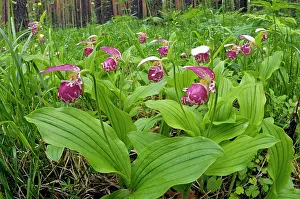 Clusters: Spotted Lady's Slipper Orchid - flowering wild