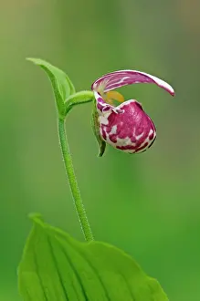 Cypripedium: Spotted Lady's Slipper orchid - flowering wild plant