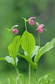 Cypripedium: Spotted Lady's Slipper Orchid - flowering wild plants