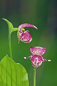 Cypripedium: Spotted Lady's Slipper Orchid - flowering wild plants