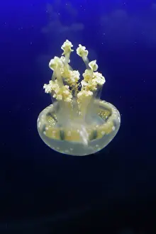 Mastigias: Spotted / lagoon jelly / jellyfish