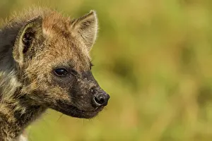 Hyenas: Spotted / Laughing Hyena