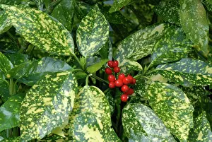 Laurel: Spotted laurel