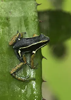 Epipedobates: Spotted-Legged Poison Frog