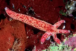 Linckia: Spotted linckia, Linckia multifora, single arm with new grow