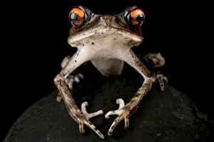 Toad: Spotted Litter Frog (Leptobrachium hendricksoni)
