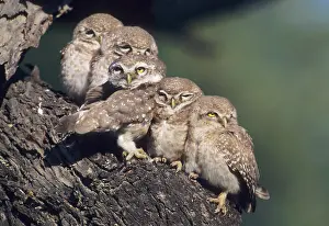 Brama: Spotted Little Owl / Spotted Owlets - Fledglings