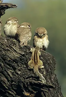 Palmarum: Spotted Little Owl / Spotted Owlets - Fledglings