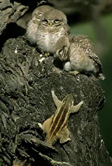 Palmarum: Spotted Little Owl / Spotted Owlets - Fledglings