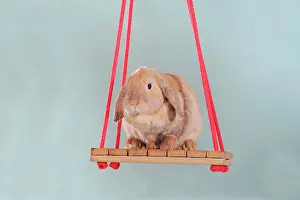 Internal: Spotted long eared rabbit sitting on a swing
