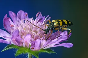 Maculata: Spotted Longhorn