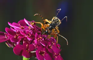 Maculata: Spotted Longhorn