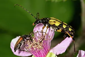 Maculata: Spotted longhorn (Rutpela maculata) and black-striped