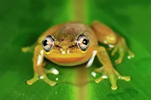 Heterixalus: Spotted Madagascar Reed Frog