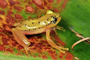 Heterixalus: Spotted Madagascar Reed Frog