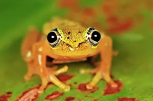 Heterixalus: Spotted Madagascar Reed Frog