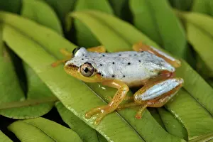 Punctatus: Spotted Madagascar Reed Frog (Heterixalus punctatus)