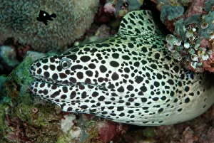 Moray: Spotted Moray
