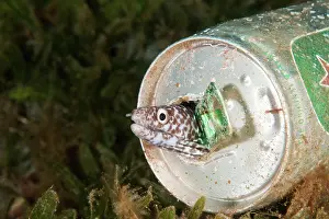 Eels: Spotted Moray Eel in a beer can