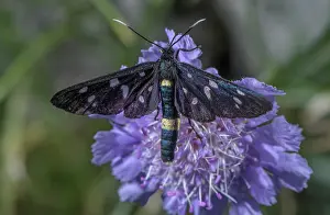 Bob Gibbons: Nine spotted moth, Amata phegea, (formerly Synto