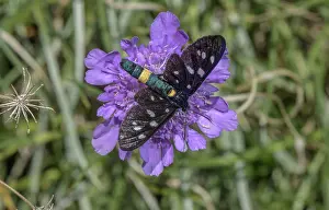 Bob Gibbons: Nine spotted moth, Amata phegea, on Grass Leaved