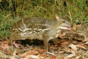Chevrotain: Spotted Mouse / Indian Chevrotain DEER