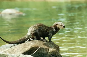 Faeces: Spotted-necked / Speckle-throated / Spot-necked