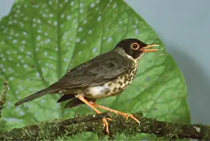 Thrushes: Spotted Nightingale Thrush