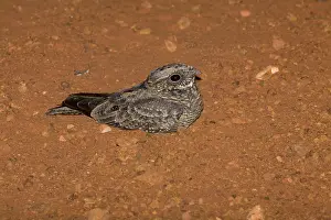 Argus: Spotted Nightjar - Note grasshopper beyond bird