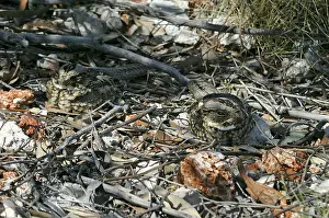Argus: Spotted NIGHTJARS - camouflaged pair sleeping at
