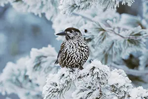 Crows: Spotted Nutcracker (Nucifraga caryocatactes), adult