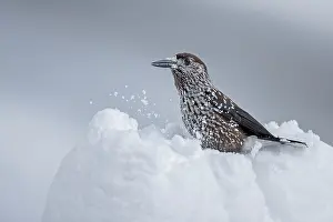 Colds: Spotted Nutcracker (Nucifraga caryocatactes) in