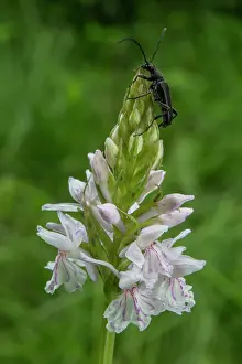 Maculata: Spotted Orchis (Dactylorhiza maculata), Detail flowers