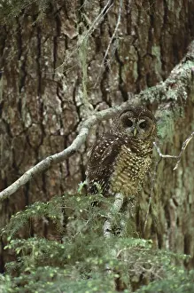 Themes: Spotted Owl
