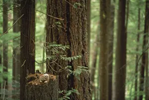 Themes: Spotted Owl