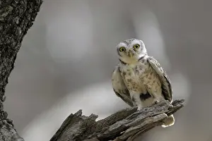 Wisdom: Spotted Owl