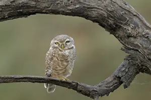 Keoladeo: Spotted Owl
