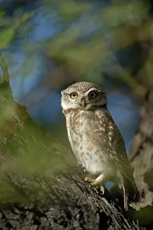 Keoladeo: Spotted Owl